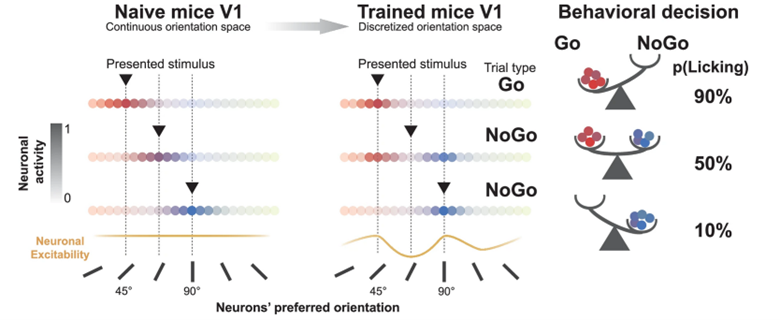 Learning discretizes orientation space